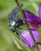 Adscita sp.